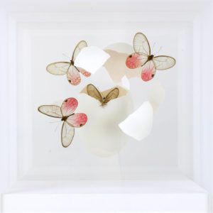 Jean-Luc MANIOULOUX - Impact - insectes naturalisés,Papillons, oeuf et plexiglas - 20 x 20 x 20 cm (+ Socle 20 x 20 x 20 )