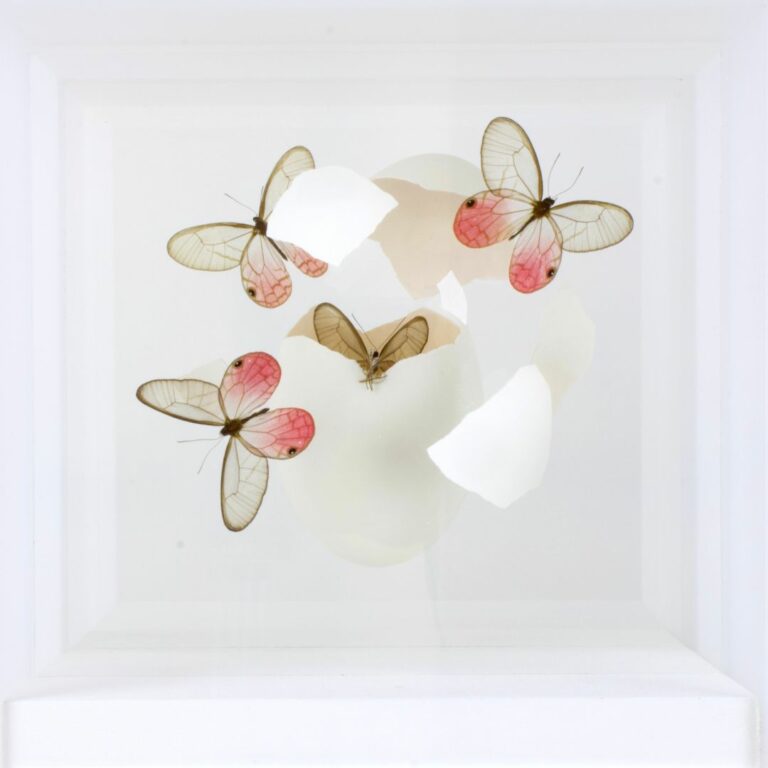 Jean-Luc MANIOULOUX – Impact – insectes naturalisés,Papillons, oeuf et plexiglas  – 20 x 20 x 20 cm (+ Socle 20 x 20 x 20)