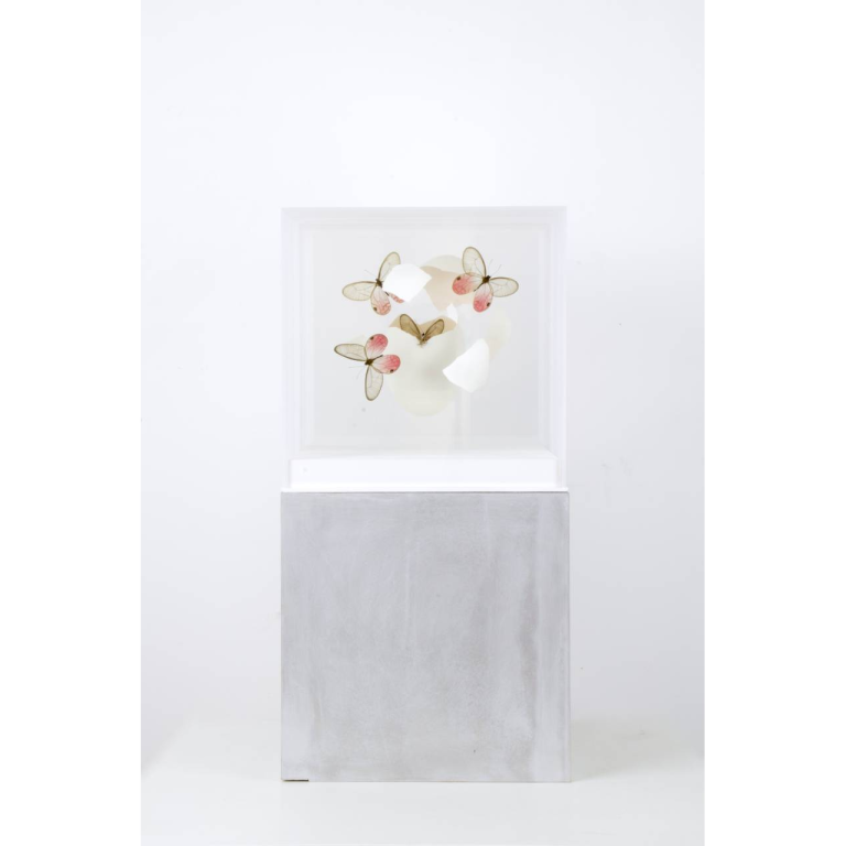 Jean-Luc MANIOULOUX, Impact, Insectes naturalisés, papillons, oeuf et plexiglas , 20 X 20 X 20 Cm (+ Socle 20 X 20 X 20 )