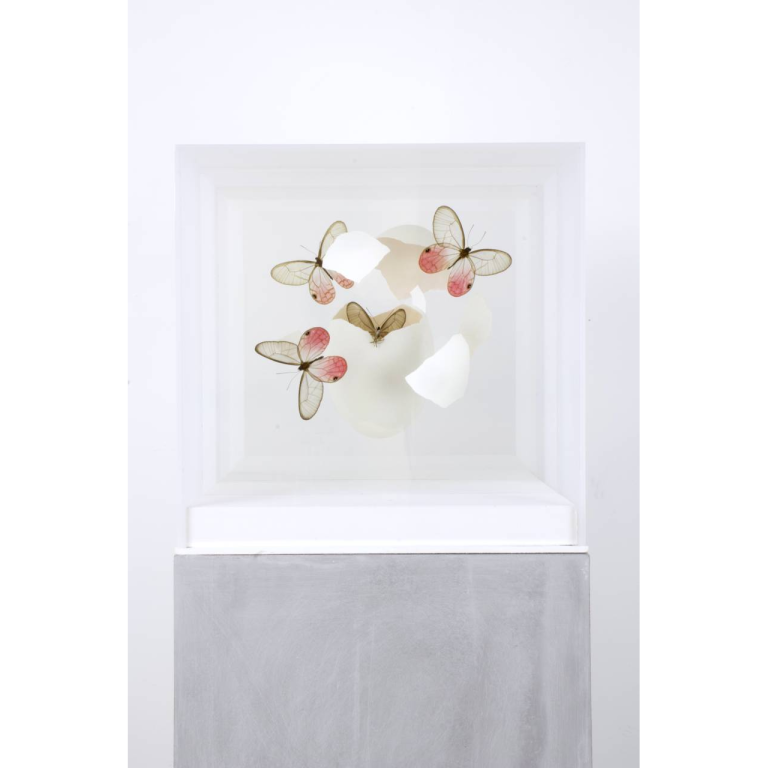 Jean-Luc MANIOULOUX, Impact, Insectes naturalisés, papillons, oeuf et plexiglas , 20 X 20 X 20 Cm (+ Socle 20 X 20 X 20 )