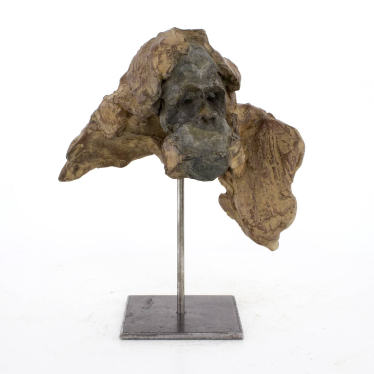 Jean-François GAMBINO – Tête de jeune orang outan – Bronze, 21 X 14 X 15 cm ( dont 9,5 cm de hauteur socle supplémentaire)