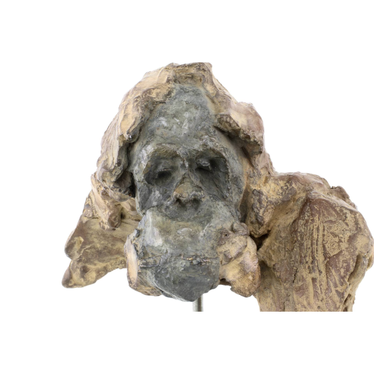Jean-François GAMBINO – Tête de jeune orang outan – Bronze, 21 X 14 X 15 cm ( dont 9,5 cm de hauteur socle supplémentaire)