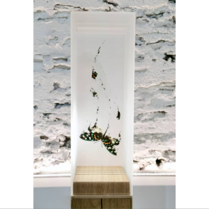 Histoires Impactantes, une exposition avec Sabine Danzé et Jean-Luc Maniouloux