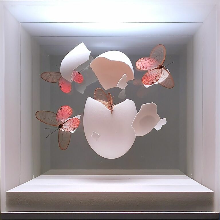 Jean-Luc MANIOULOUX – Impact – insectes naturalisés,Papillons, oeuf et plexiglas – 20 x 20 x 20 cm (+ Socle 20 x 20 x 20 )
