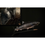 CHAT NOIR, Iron Squale, Sculpture Acier Inoxydale, 3 Exemplaires, 26 X 140 X 55 Cm,  (piedestal 110 X 70 X 40 Cm)