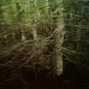 Jean-Marc AMIGUES, Sous Bois, Huile Sur Toile, 180 X 180 Cm