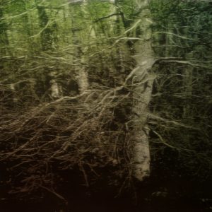 Jean-Marc AMIGUES, Sous Bois, Huile Sur Toile, 180 X 180 Cm