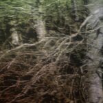 Jean-Marc AMIGUES, Sous Bois, Huile Sur Toile, 180 X 180 Cm