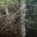 Jean-Marc AMIGUES, Sous Bois, Huile Sur Toile, 180 X 180 Cm