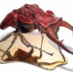 BENENATI – Art Arthropode