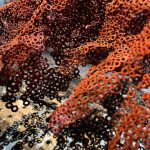 MARTI MORENO Ephemeros Expo Narbonne 2025 (99)